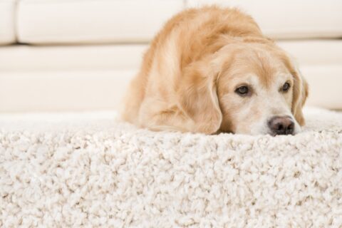 Home Counties Rug Cleaning Experts
