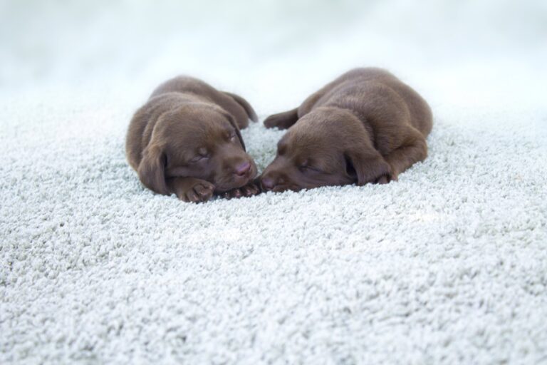 Pet Odour Stain Removal Home Counties