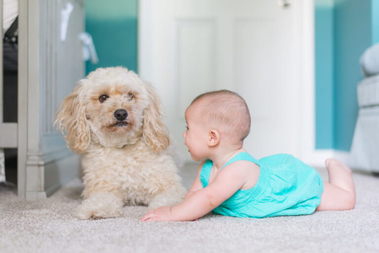 Capert cleaning companies near me Home Counties